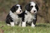 BEARDED COLLIE 073